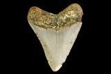 Fossil Megalodon Tooth - North Carolina #146985-2